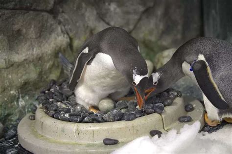 uno r uis|Muere Sphen, uno de los pingüinos de la famosa pareja gay cuya .